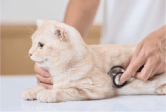 猫の診察