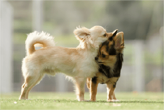 犬・猫のノミ・ダニ・フィラリア予防