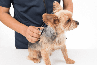 犬の狂犬病予防接種