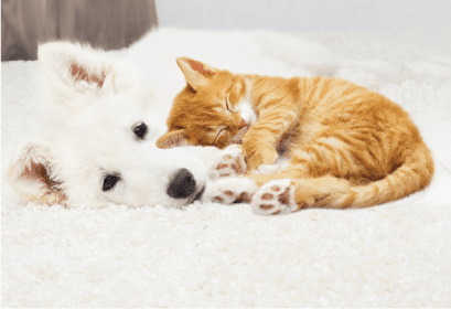 犬